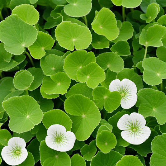 Centella Extrakt: Die natürliche Lösung für beruhigte und regenerierte Haut - koiyu